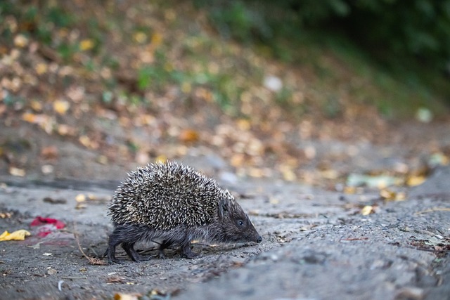 却多次被库 却多次被库